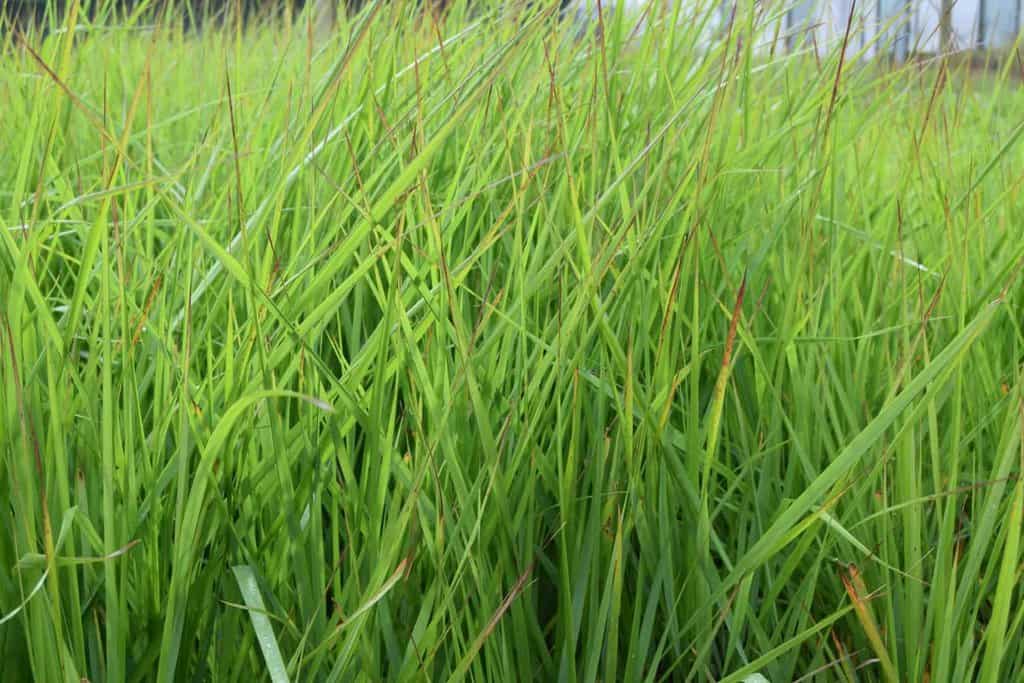 Calamagrostis x acutiflora 'Karl Foerster' ---